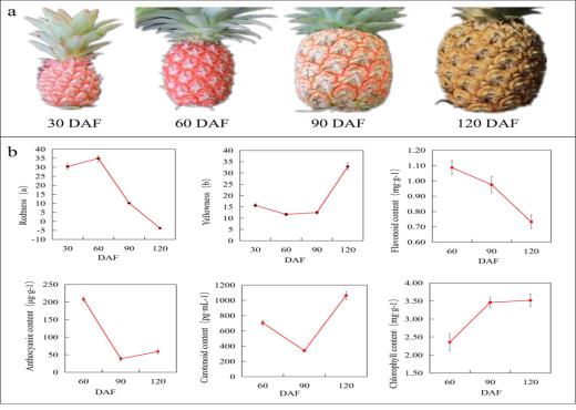 菠萝成熟过程中果皮的色泽和生理变化图片.jpg